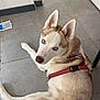 animal, blue_eyes, canine, curious, dog, domestic_animal, door, ears, floor, fur, household, indoor, looking_back, lying_down, mop, pet, red_harness, siberian_husky, snout, tile_floor