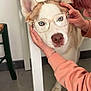 Bella participe au concours pour gagner de l'argent avec cette photo : animal, blue_eyes, brown_fur, chair, close_up, cute, dog, domestic, floor, funny, glasses, hands, indoor, person, pet, playful, portrait, table, tile_floor, white_fur