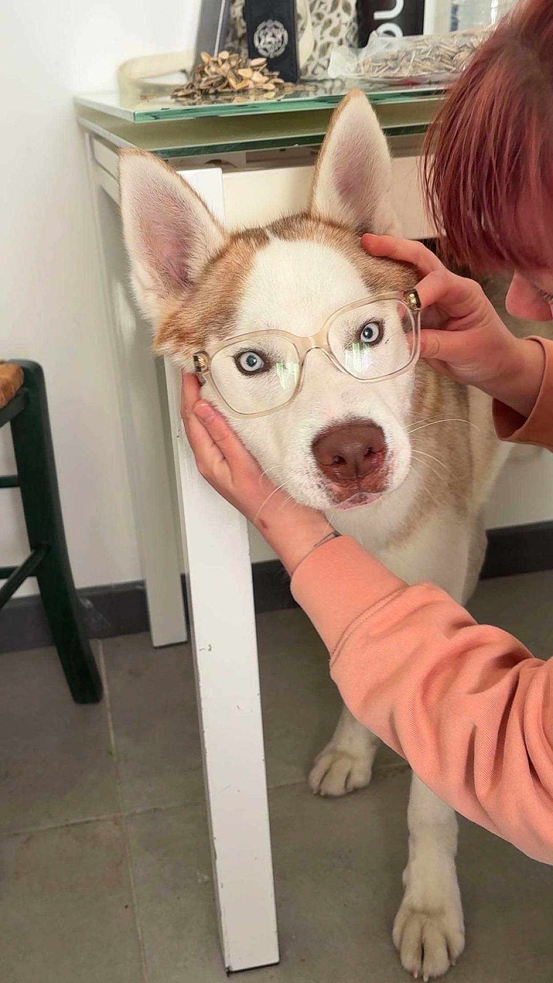 Bella participe au concours pour gagner de l'argent avec cette photo : animal, blue_eyes, brown_fur, chair, close_up, cute, dog, domestic, floor, funny, glasses, hands, indoor, person, pet, playful, portrait, table, tile_floor, white_fur