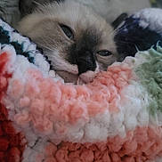 Angel a rejoint le concours — aidez-le/la à gagner de superbes lots ! cat, sleeping, cozy, blanket, closeup, relaxed, fur, pet, cute, indoor, resting, soft, colorful, texture, snuggled, animal, cute_pet, warm, comfort, face