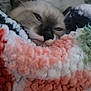 cat, sleeping, cozy, blanket, closeup, relaxed, fur, pet, cute, indoor, resting, soft, colorful, texture, snuggled, animal, cute_pet, warm, comfort, face