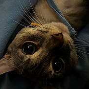 Winter joined the competition — help win amazing prizes! cat, close_up, whiskers, eyes, fur, pet, animal, curious, face, blue_fabric, cozy, shadow, indoor, cute, feline, muzzle, portrait, soft_lighting, warm, resting
