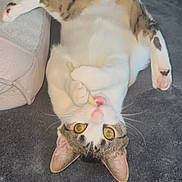 Bugs joined the competition — help win amazing prizes! cat, tabby, white_fur, pet, indoor, carpet, treat, playing, paws, lying_down, curious, wide_eyes, close_up, animal, feline, cute, domestic, relaxed, funny_pose, whiskers