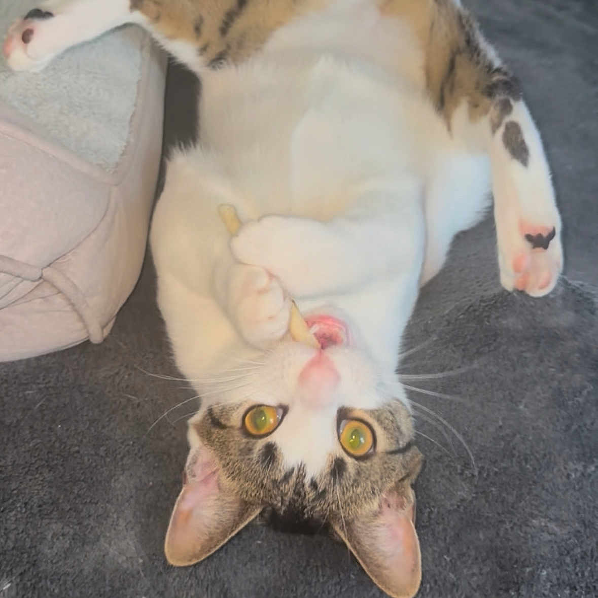 Bugs joined the competition — help win amazing prizes! animal, carpet, cat, close_up, curious, cute, domestic, feline, funny_pose, indoor, lying_down, paws, pet, playing, relaxed, tabby, treat, whiskers, white_fur, wide_eyes