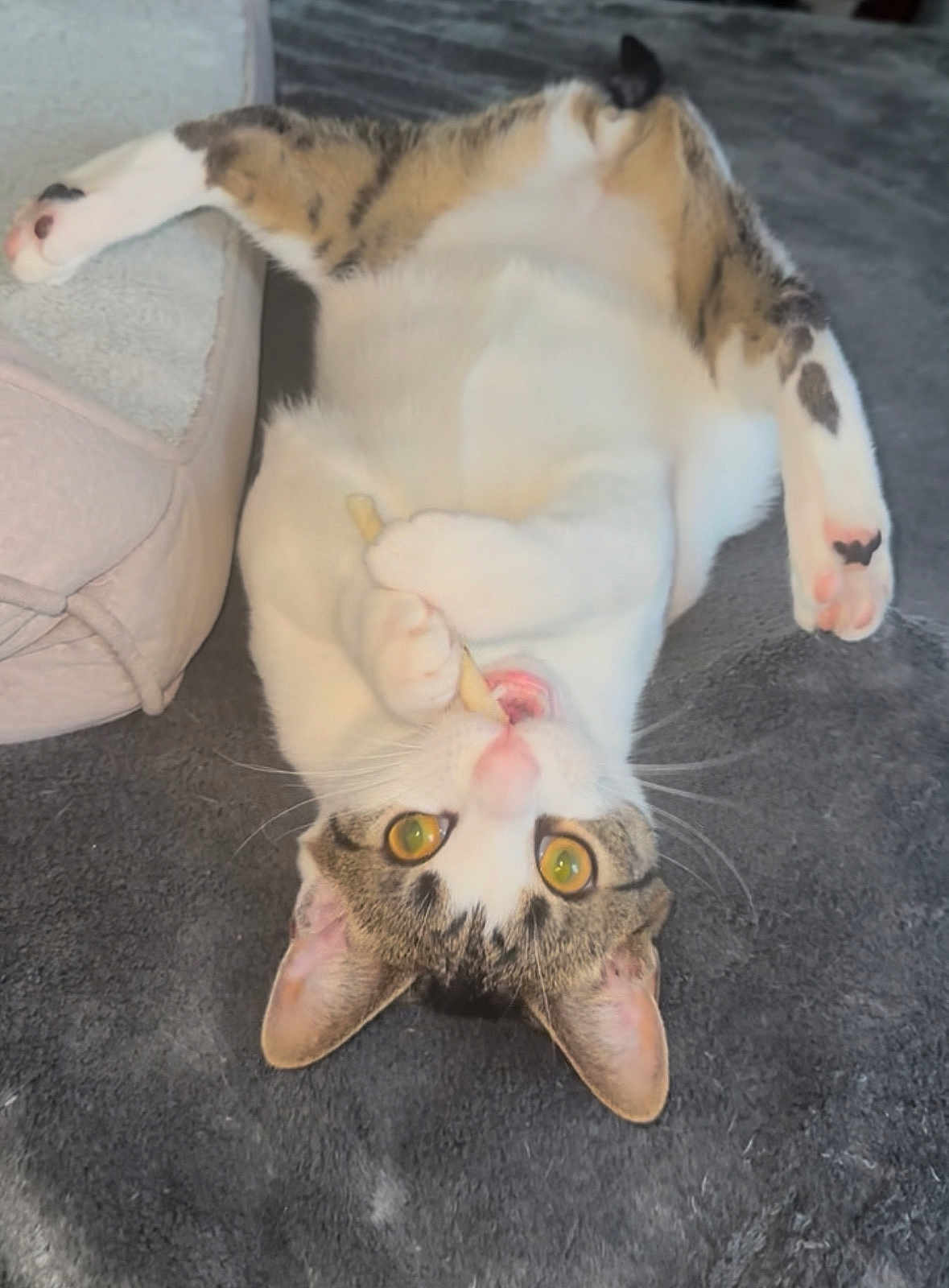 Bugs joined the competition — help win amazing prizes! cat, tabby, white_fur, pet, indoor, carpet, treat, playing, paws, lying_down, curious, wide_eyes, close_up, animal, feline, cute, domestic, relaxed, funny_pose, whiskers