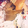 adorable, animal, blanket, brown, comfort, cozy, cuddly, cute, dog, indoor, pet, puppy, resting, sleeping, small, snuggling, soft, stuffed_toy, toy, young