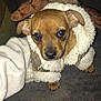 dog, puppy, costume, reindeer, fluffy, brown, cute, pet, animal, blanket, indoors, small_dog, ears, fur, looking_up, cozy, clothing, cute_pet, christmas, holiday