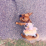 Princess Ak joined the competition — help win amazing prizes! animal, brown_dog, butterfly_wings, costume, cute, daylight, dog, funny_outfit, grass, gravel, leash, nature, outdoor, pet, playful, side_view, small_dog, standing, tutu, walking