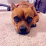 animal, brown_dog, carpet, close_up, collar, cute, dog, domestic_animal, ears, floor, home, indoor, looking, lying_down, nose, pet, relaxed, small_dog, sparkles, whiskers