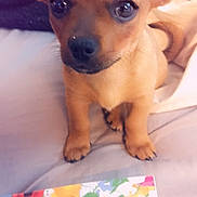 Princess joined the competition — help win amazing prizes! puppy, dog, small_dog, bed, book, colorful, cute, pet, animal, indoor, young_dog, brown_dog, eyes, ears, fur, paw, nose, closeup, companion, attention