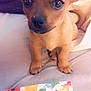 puppy, dog, small_dog, bed, book, colorful, cute, pet, animal, indoor, young_dog, brown_dog, eyes, ears, fur, paw, nose, closeup, companion, attention