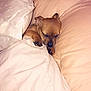 Princess joined the competition — help win amazing prizes! dog, puppy, bed, blanket, sleeping, cozy, cute, small_dog, pillow, indoor, resting, fur, nap, animal, sleep, comfort, soft, peaceful, cute_pet, relaxation