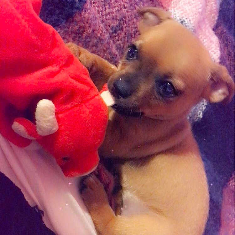Princess