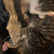 Lilo N Stich joined the competition — help win amazing prizes! animal, blanket, cat, clothing, companions, cozy, curled_up, cute, feline, fur, indoor, nap, paw, pets, resting, sleeping, sparkles, tabby_cat, warm, whiskers