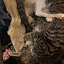 animal, blanket, cat, clothing, companions, cozy, curled_up, cute, feline, fur, indoor, nap, paw, pets, resting, sleeping, sparkles, tabby_cat, warm, whiskers