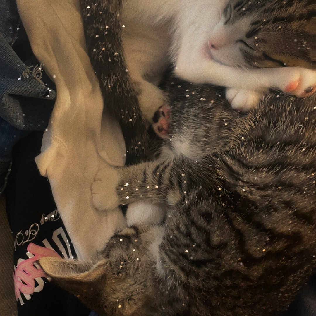 Lilo N Stich joined the competition — help win amazing prizes! animal, blanket, cat, clothing, companions, cozy, curled_up, cute, feline, fur, indoor, nap, paw, pets, resting, sleeping, sparkles, tabby_cat, warm, whiskers