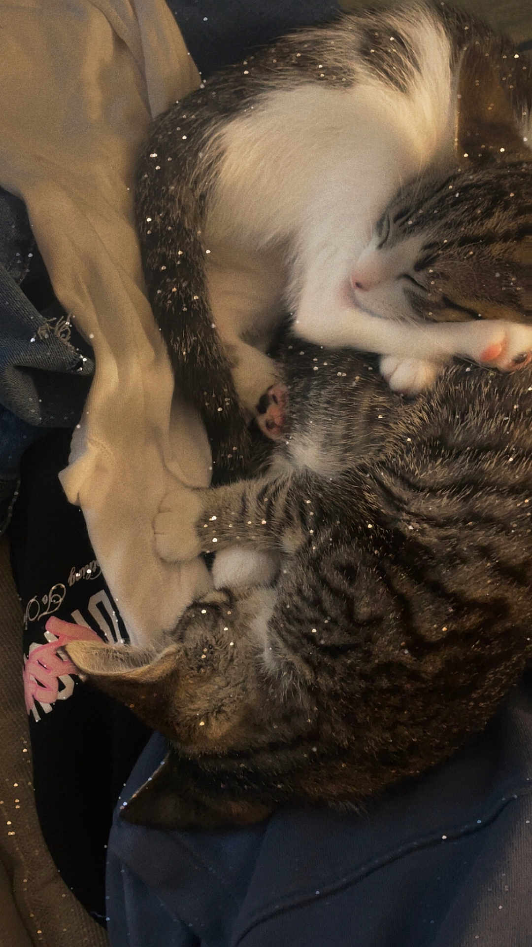 Lilo N Stich joined the competition — help win amazing prizes! animal, blanket, cat, clothing, companions, cozy, curled_up, cute, feline, fur, indoor, nap, paw, pets, resting, sleeping, sparkles, tabby_cat, warm, whiskers