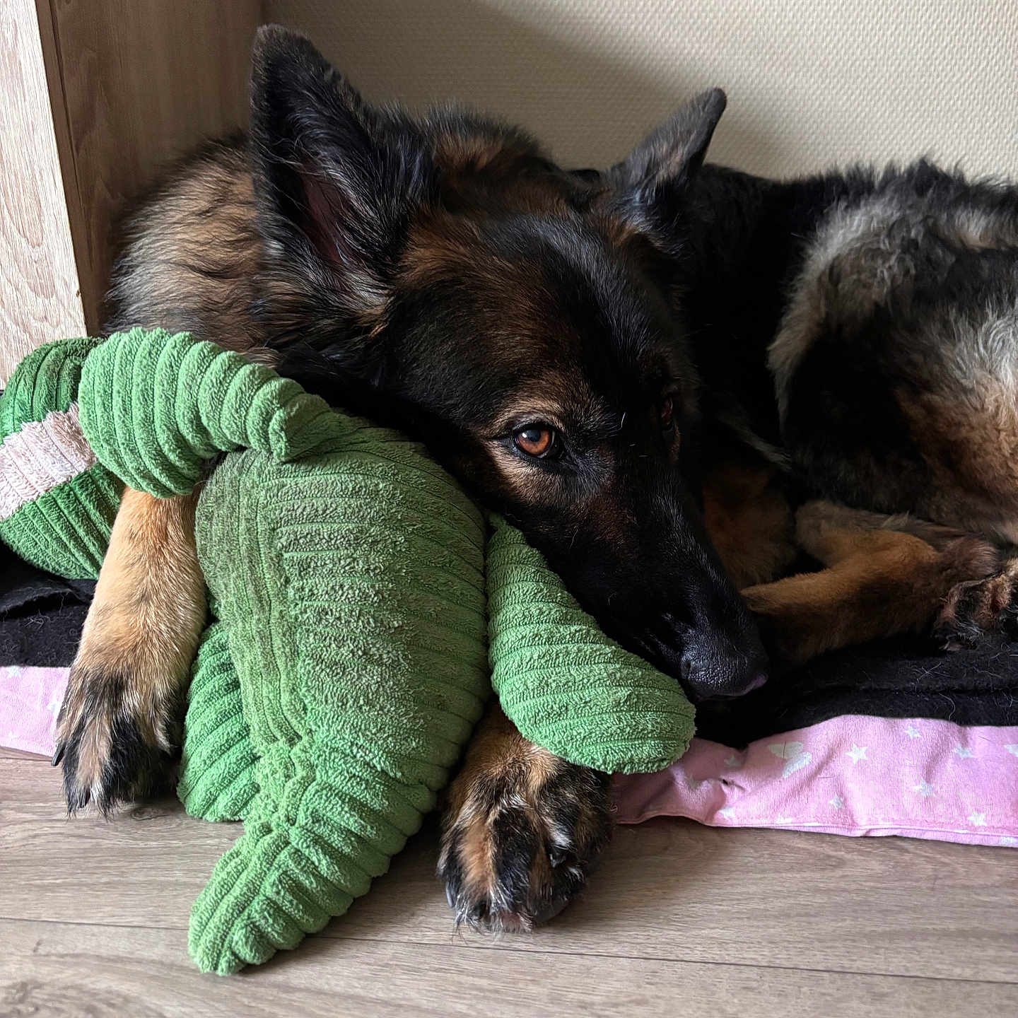 Ruby a rejoint le concours — aidez-le/la à gagner de superbes lots ! animal, armchair, canine, cap, chair, clothing, couch, cushion, dog, furniture, germanshepherd, hat, homedecor, hoodie, hound, knitwear, pet, puppy, sweater, sweatshirt