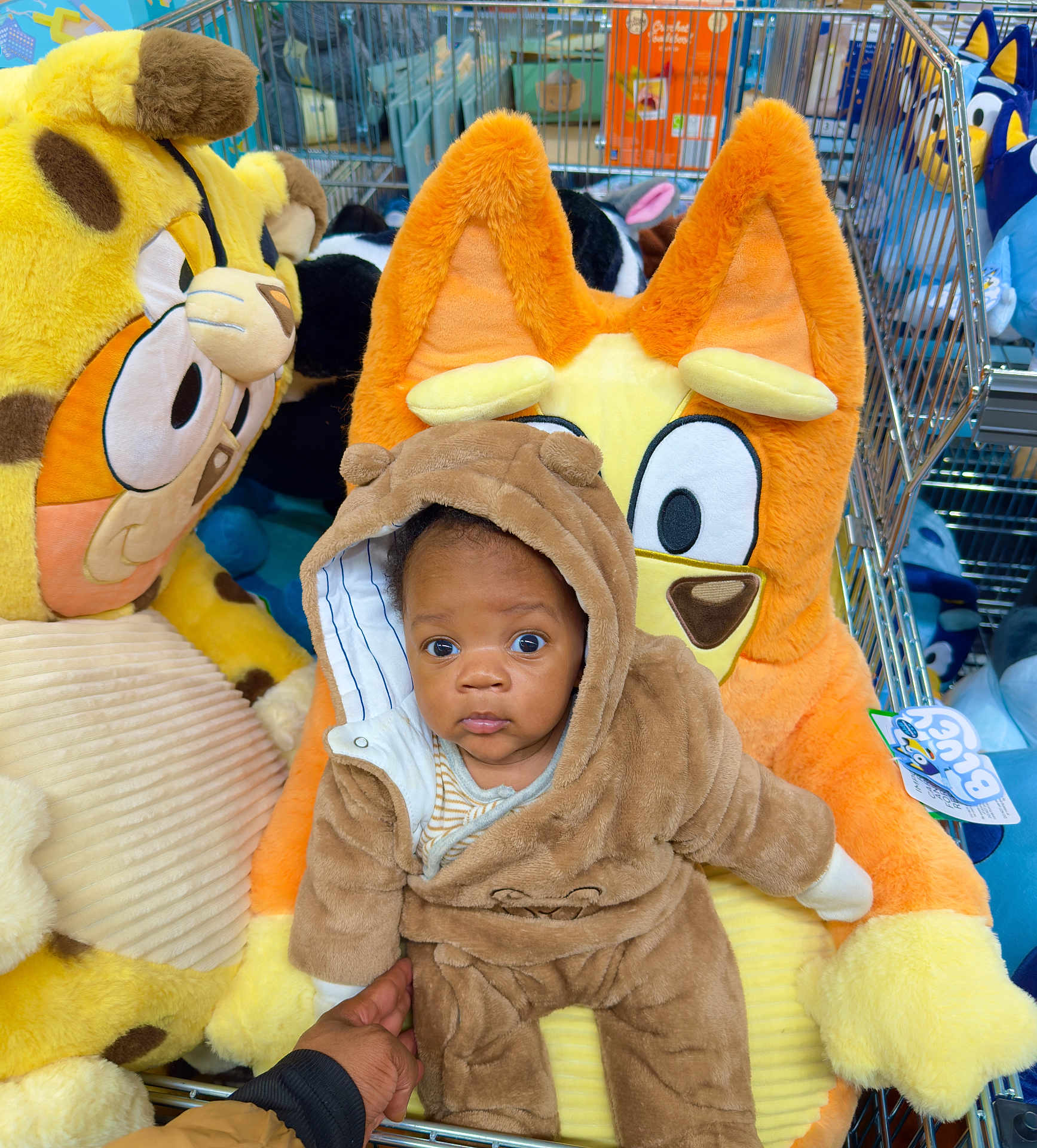 Malachi joined the competition — help win amazing prizes! baby, child, plush_toy, stuffed_animal, shopping_cart, bear_onesie, orange_plush, yellow_plush, cute, wide_eyes, hand, clothing, indoors, toy_store, soft_toy, person, animal_costume, cart, expression, seated