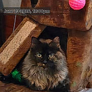 Miss Sophee joined the competition — help win amazing prizes! cat, tortoiseshell, fluffy, green_eyes, cat_tree, toy, pink_ball, feather_toy, indoor, cozy, rustic, wood, furniture, pet, animal, cute, feline, sitting, looking, closeup