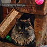 cat, tortoiseshell, fluffy, green_eyes, cat_tree, toy, pink_ball, feather_toy, indoor, cozy, rustic, wood, furniture, pet, animal, cute, feline, sitting, looking, closeup