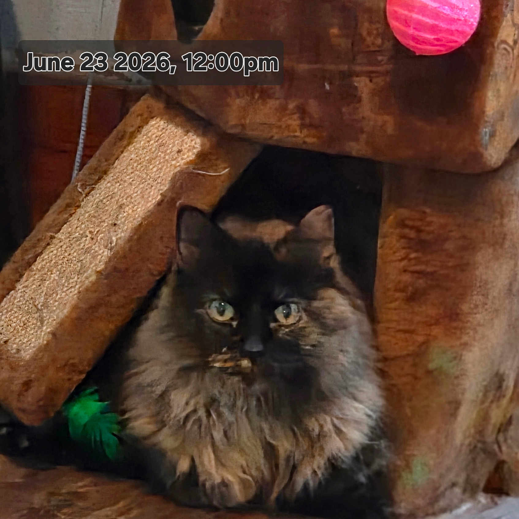 Miss Sophee joined the competition — help win amazing prizes! cat, tortoiseshell, fluffy, green_eyes, cat_tree, toy, pink_ball, feather_toy, indoor, cozy, rustic, wood, furniture, pet, animal, cute, feline, sitting, looking, closeup