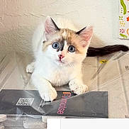 Lucy joined the competition — help win amazing prizes! animal, blue_eyes, brown_fur, card, cat, close_up, colorful_background, curious, fluffy, indoor, kitten, looking_up, paw, pet, plastic_surface, qr_code, texture, wall, white_fur, young_cat
