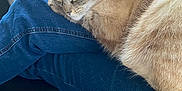 Blue participe au concours pour gagner de l'argent avec cette photo : animal, blue_jeans, cat, chair, feline, floor, fur, indoor, jeans, lap, metal_stool, person, pet, relaxed, resting, stool, striped_cat, tail, tiled_floor, whiskers