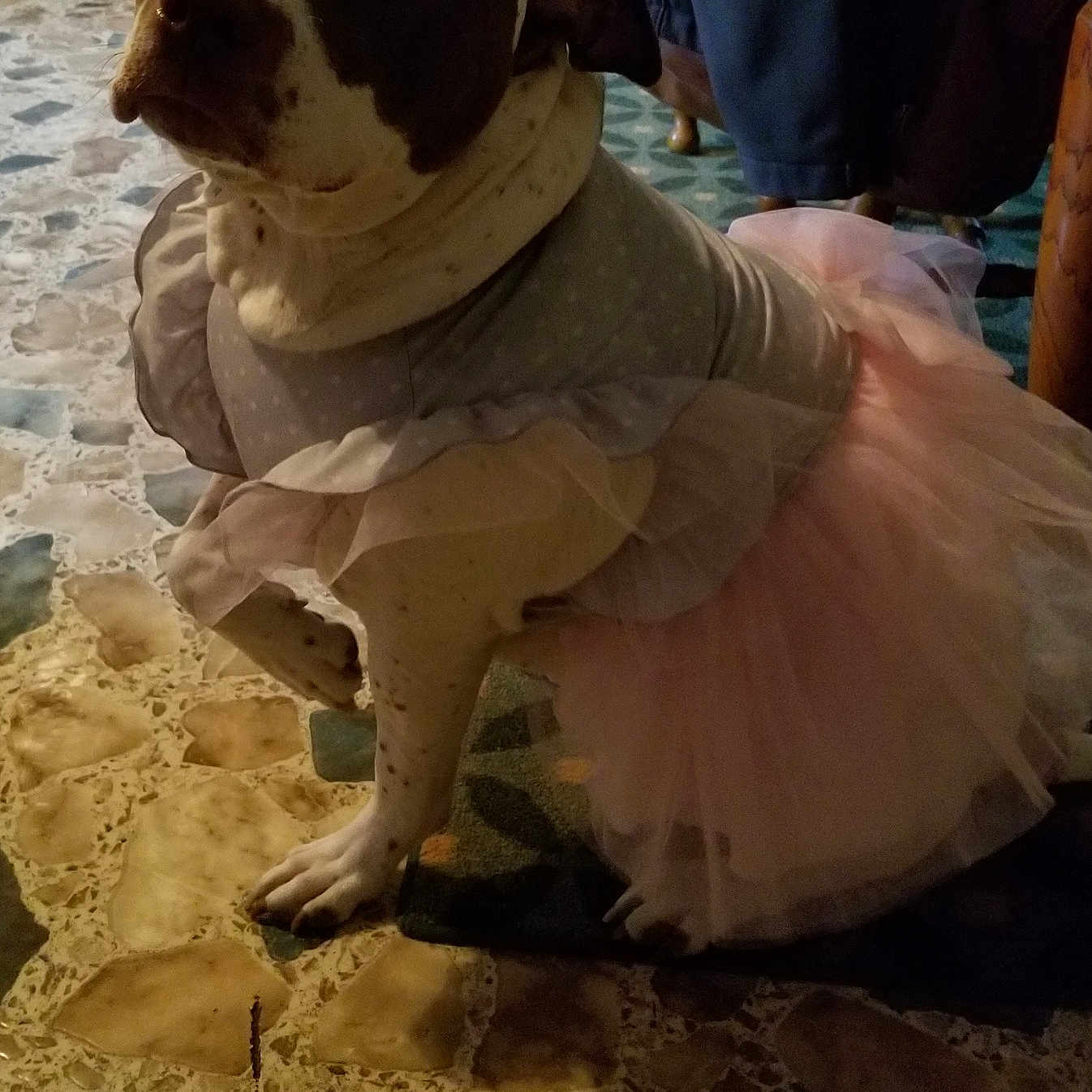 Moonshine joined the competition — help win amazing prizes! american_bulldog, american_pit_bull_terrier, bulldog, canidae, carnivore, companion_dog, dog, dog_breed, fawn, non_sporting_group, pit_bull, snout, sporting_group