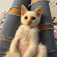 Wall-E is registered to the contest to win money with this photo: kitten, white_cat, pet, ripped_jeans, legs, indoor, curious, animal, cute, fluffy, small_dog, background, cozy, casual, domestic, young_animal, feline, relaxed, person, seated