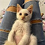 kitten, white_cat, pet, ripped_jeans, legs, indoor, curious, animal, cute, fluffy, small_dog, background, cozy, casual, domestic, young_animal, feline, relaxed, person, seated