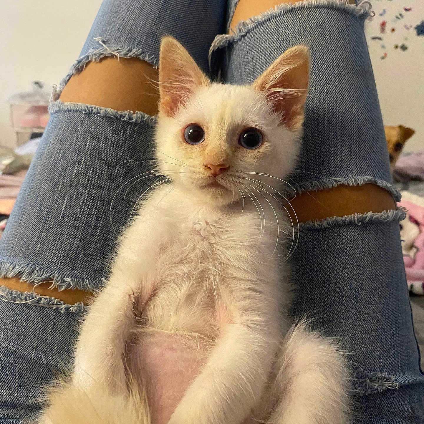 Wall-E is registered to the contest to win money with this photo: animal, background, casual, cozy, curious, cute, domestic, feline, fluffy, indoor, kitten, legs, person, pet, relaxed, ripped_jeans, seated, small_dog, white_cat, young_animal