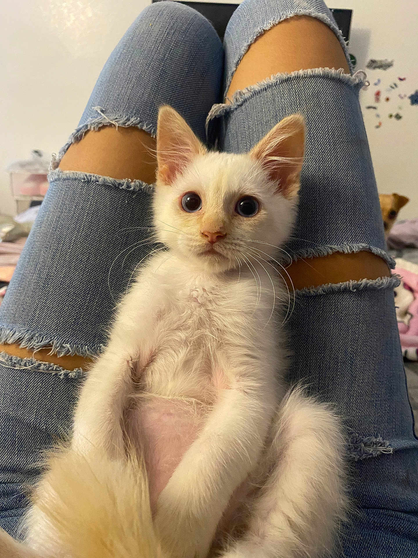 Wall-E is registered to the contest to win money with this photo: kitten, white_cat, pet, ripped_jeans, legs, indoor, curious, animal, cute, fluffy, small_dog, background, cozy, casual, domestic, young_animal, feline, relaxed, person, seated