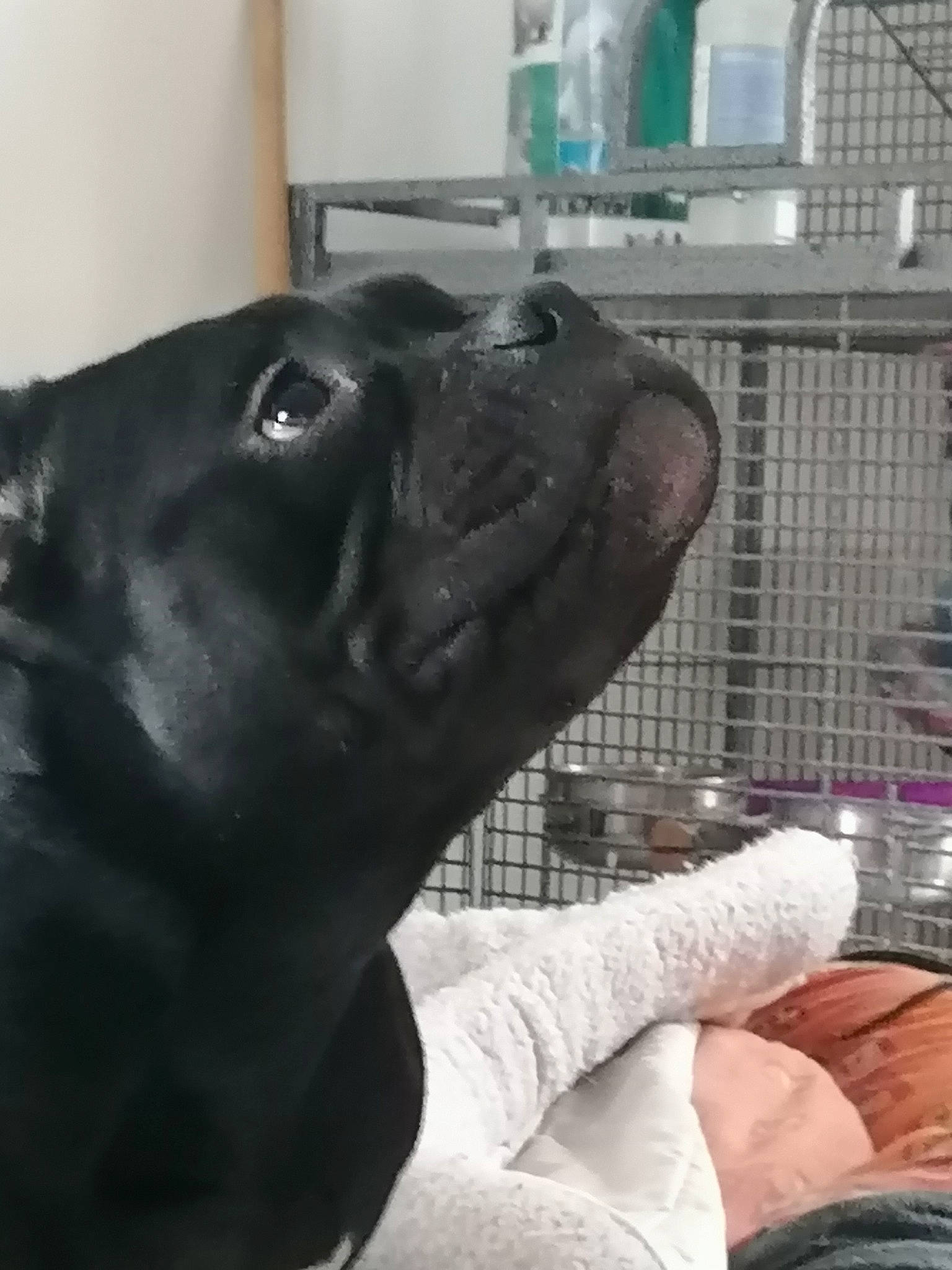 Avana participe au concours pour gagner de l'argent avec cette photo : blue, carnivore, comfort, dog, dog_breed, finger, mammal, people, personal_protective_equipment, photograph, product, puppy, room, shoulder, sitting, sporting_group, textile, vertebrate, whiskers, white