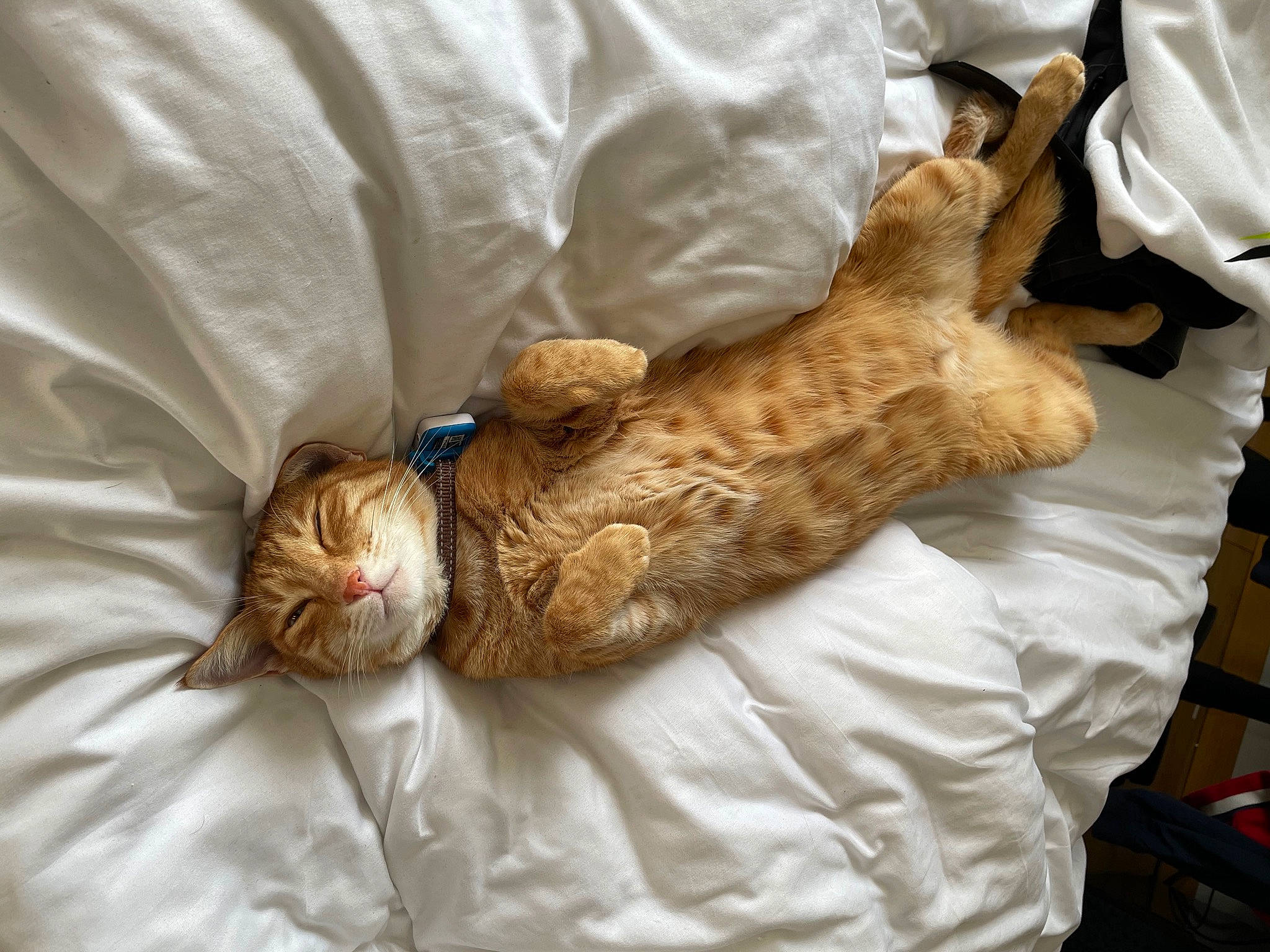 Atlas participe au concours pour gagner de l'argent avec cette photo : bed, bedding, carnivore, cat, claw, comfort, domestic_short_haired_cat, duvet, fawn, felidae, fur, linens, nap, paw, sleep, small_to_medium_sized_cats, sporting_group, tail, textile, whiskers