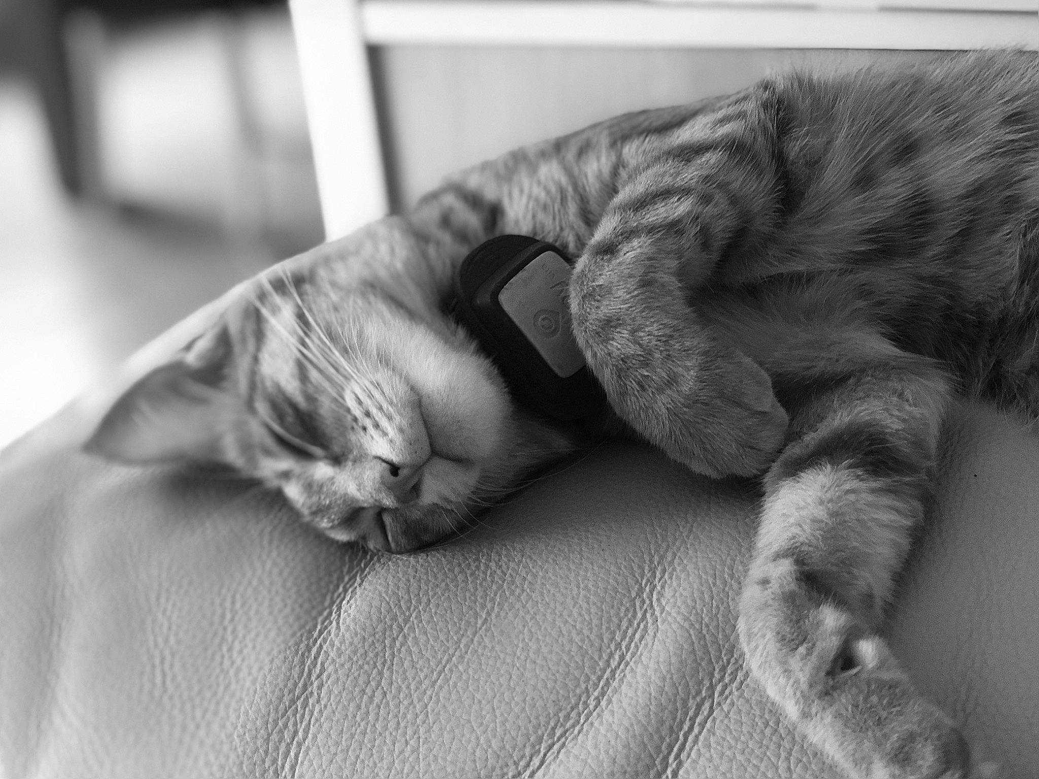 Atlas participe au concours pour gagner de l'argent avec cette photo : black_and_white, carnivore, cat, claw, comfort, domestic_short_haired_cat, felidae, fur, grey, mammal, monochrome, monochrome_photography, nap, paw, small_to_medium_sized_cats, snout, style, textile, vertebrate, whiskers