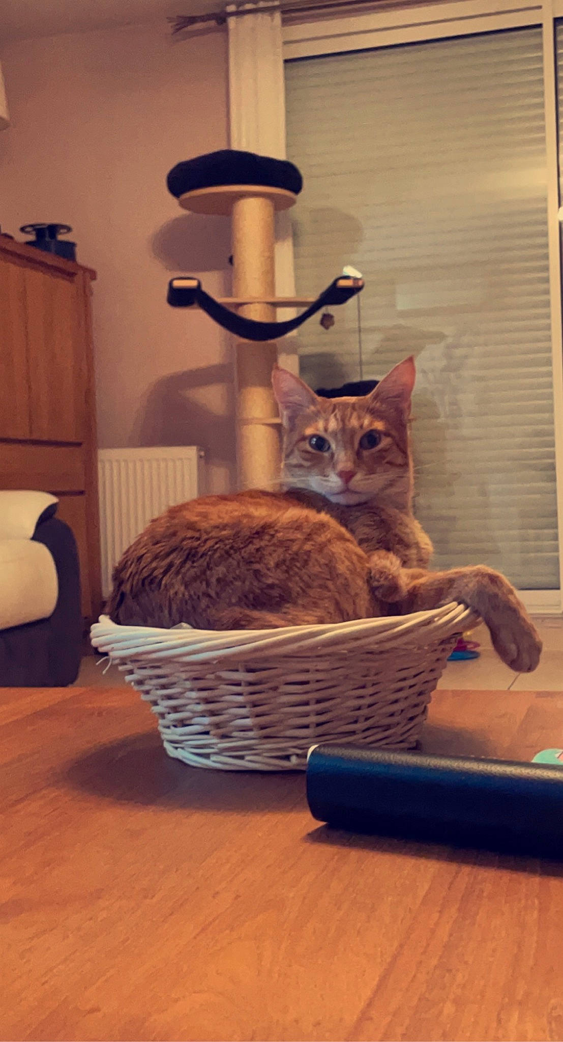 Atlas a rejoint le concours — aidez-le/la à gagner de superbes lots ! carnivore, cat, cat_supply, comfort, fawn, felidae, floor, flooring, fur, hardwood, lamp, pet_supply, shelf, shelving, small_to_medium_sized_cats, tail, textile, whiskers, window, wood