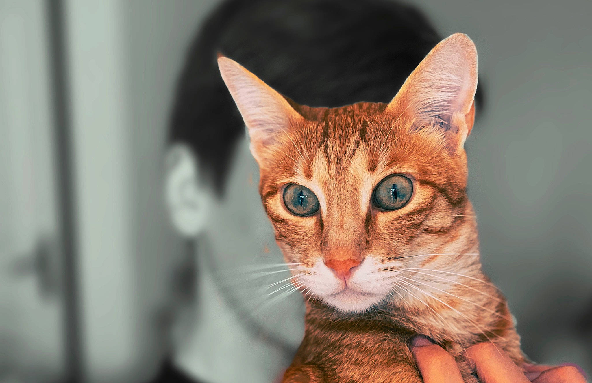 Atlas participe au concours pour gagner de l'argent avec cette photo : carnivore, cat, close_up, domestic_short_haired_cat, fawn, felidae, fur, iris, peach, small_to_medium_sized_cats, snout, terrestrial_animal, toy, whiskers, wildlife