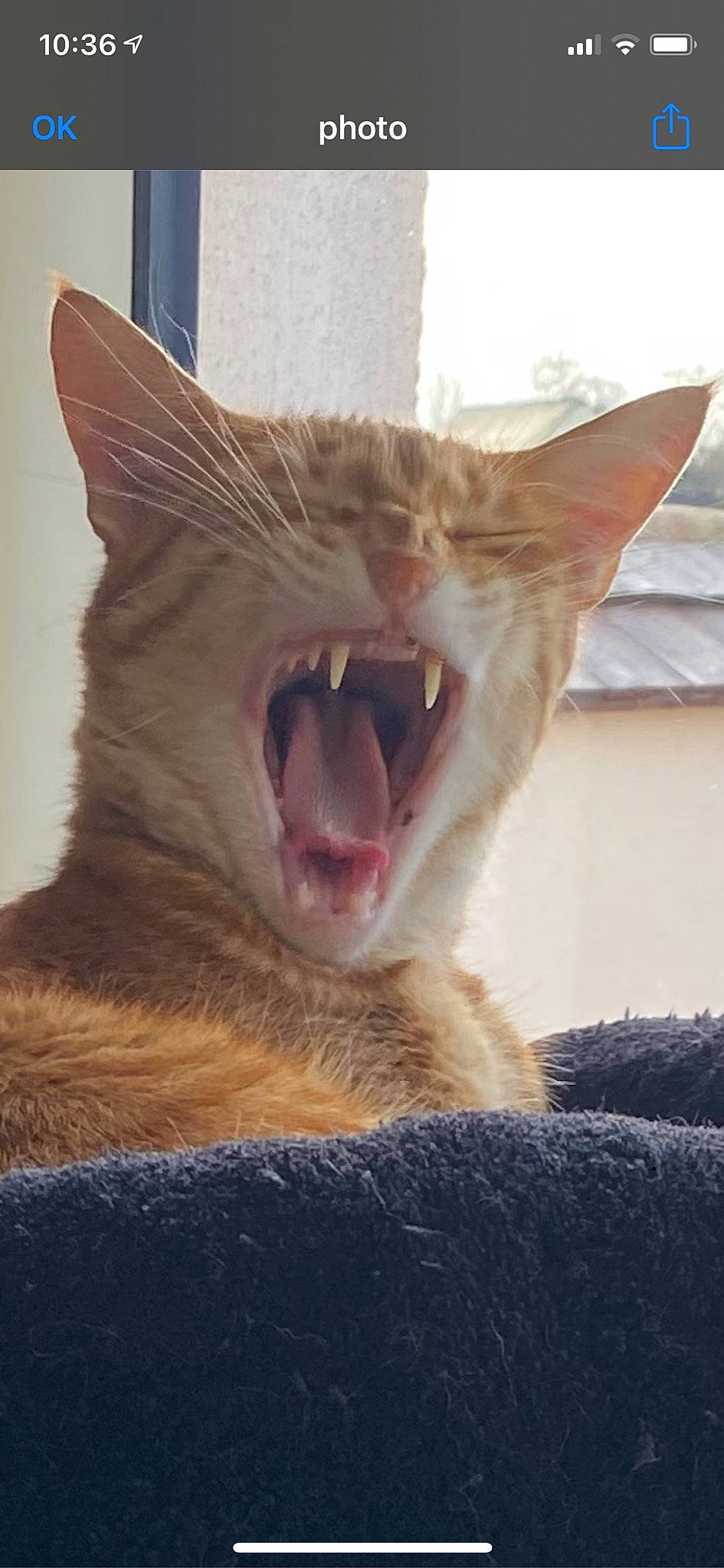 Atlas participe au concours pour gagner de l'argent avec cette photo : carnivore, cat, domestic_short_haired_cat, fang, felidae, fur, jaw, paw, small_to_medium_sized_cats, snout, tail, terrestrial_animal, tooth, whiskers, wildlife, yawn