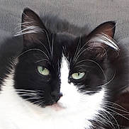 Milka participe au concours pour gagner de l'argent avec cette photo : cat, black_and_white, close_up, green_eyes, fluffy_fur, whiskers, ears, pet, portrait, animal, feline, domestic_cat, face, fur_texture, indoor, looking, cute, mammal, whiskers_detail, relaxed