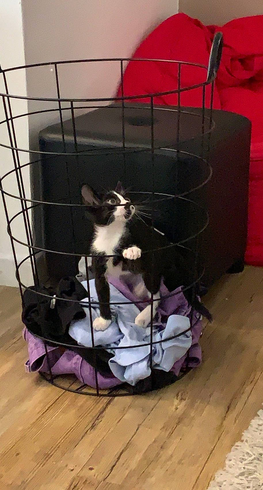 Eboy a rejoint le concours — aidez-le/la à gagner de superbes lots ! animal_shelter, cage, carnivore, cat, cat_supply, comfort, companion_dog, felidae, flooring, fur, hardwood, interior_design, laminate_flooring, magenta, pet_supply, purple, small_to_medium_sized_cats, whiskers, wood, wood_flooring