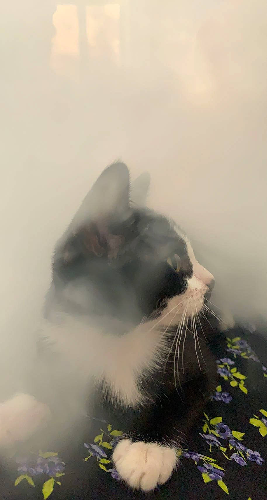 Eboy participe au concours pour gagner de l'argent avec cette photo : carnivore, cat, cloud, domestic_short_haired_cat, felidae, fog, fur, grass, grey, happy, meteorological_phenomenon, mist, paw, sky, small_to_medium_sized_cats, snout, tail, whiskers, wildlife
