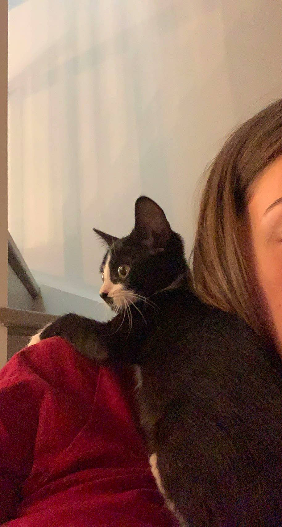 Eboy participe au concours pour gagner de l'argent avec cette photo : black_cat, carnivore, cat, comfort, domestic_short_haired_cat, ear, eye, eyelash, felidae, formal_wear, fur, gesture, happy, sitting, sleeve, small_to_medium_sized_cats, snout, tail, whiskers, window