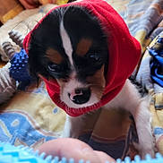 Loky a rejoint le concours — aidez-le/la à gagner de superbes lots ! animal, blanket, canine, cap, clothing, cockerspaniel, couch, dog, face, furniture, hat, head, hood, hoodie, hound, knitwear, pet, puppy, sweater, sweatshirt