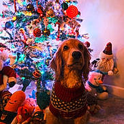 Sunny is registered to the contest to win money with this photo: dog, golden_retriever, sweater, christmas_tree, ornaments, lights, plush_toys, holiday, festive, indoor, carpet, decorations, snow_flocked_tree, stuffed_animals, warm_lighting, holiday_season, cute, pet, festive_sweater, cozy