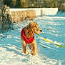Sunny joined the competition — help win amazing prizes! dog, puppy, golden_retriever, snow, red_jacket, leash, outdoor, winter, sunlight, animal, walking, nature, field, trees, cold, fur, pet, canine, daylight, countryside