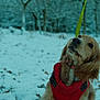 animal, canine, cold, curious, dog, forest, fur, golden_retriever, leash, muzzle, nature, outdoor, pet, portrait, puppy, red_harness, snow, trees, walking, winter