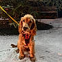 Sunny joined the competition — help win amazing prizes! dog, golden_retriever, puppy, snow, leash, harness, outdoor, bench, tree, night, winter, pet, animal, fur, canine, park, cold, nature, sitting, cute