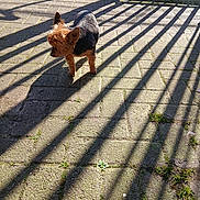 Muchos Besos a rejoint le concours — aidez-le/la à gagner de superbes lots ! animal, black_fur, brown_fur, curious, daylight, dog, fence, ground, nature, outdoor, pavement, pet, quiet, shadow, shadow_pattern, small_dog, sunlight, sunshine, texture, walking