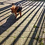animal, black_fur, brown_fur, curious, daylight, dog, fence, ground, nature, outdoor, pavement, pet, quiet, shadow, shadow_pattern, small_dog, sunlight, sunshine, texture, walking